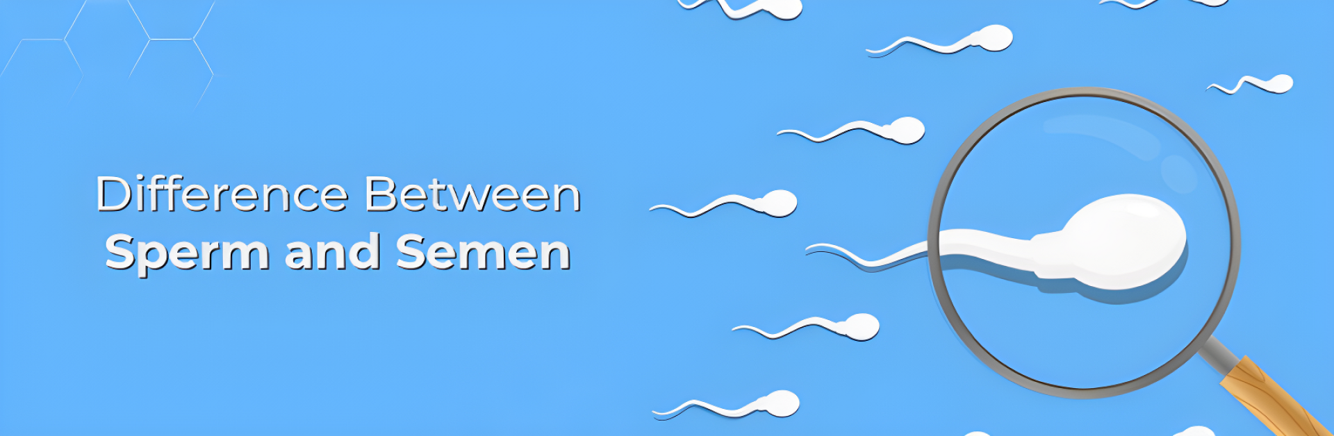 Difference Between Sperm and Semen